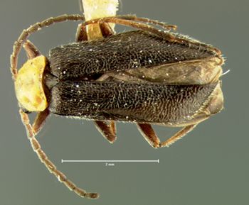 Media type: image;   Entomology 3404 Aspect: habitus dorsal view